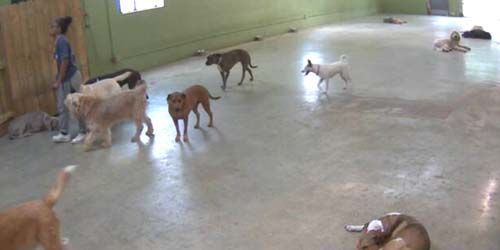 Dog shelter webcam - Atlanta