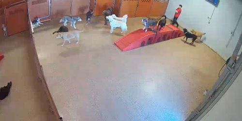 Refugio Para Mascotas Webcam