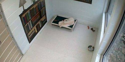Animal hotel - single dog room Webcam