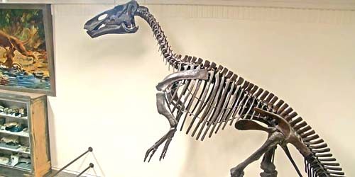 Esqueletos de dinosaurios en la universidad. Webcam