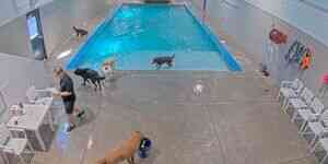 LIVE: Swimming pool in the hotel for dogs - Millcreek