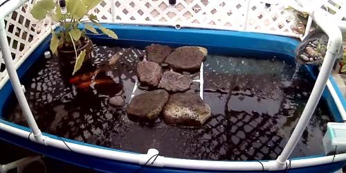 Turtles and koi carps in the pond Webcam