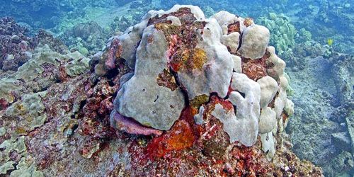 Le monde sous-marin d'Hawaï Webcam