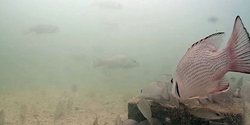 Underwater camera on the dock Webcam