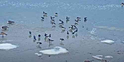 LIVE: Wild birds in Barnegat Bay - Long Beach