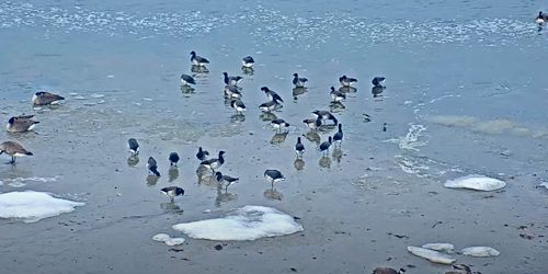 Oiseaux sauvages dans la baie de Barnegat Webcam