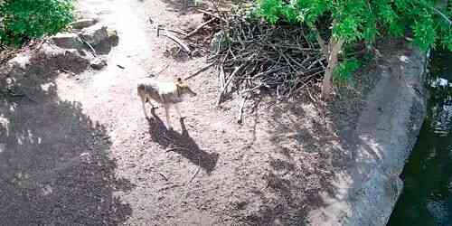 LIVE: Roshen Zoo Wolves - Cherkasy