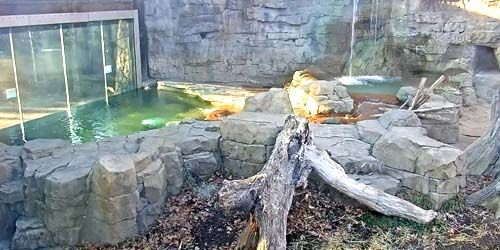 City Zoo webcam - Saint-Louis