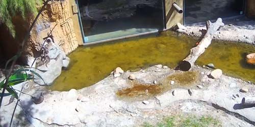 Nutria oriental sin garras en el zoológico webcam - Jacksonville
