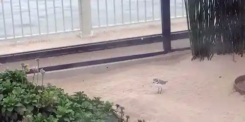 Aviary with wild birds Webcam