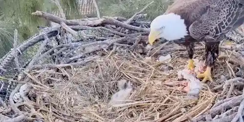 Black Eagle nest in Dade County Webcam