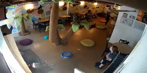 Cat Cafe Webcam