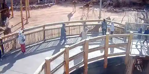 Giraffes at Cheyenne Mountain Zoo Webcam