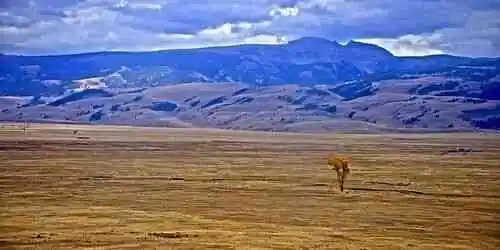 Refugio Nacional de Alces Cámara web