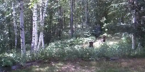 Sentiers forestiers à Island Pond Caméra web