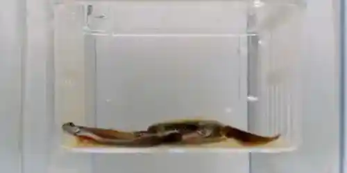 Salmon Society Webcam