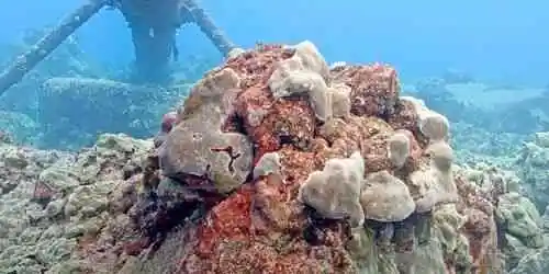 Underwater world Webcam