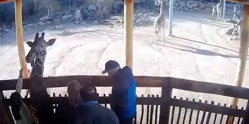 Alimentando jirafas en el zoológico. Cámara web